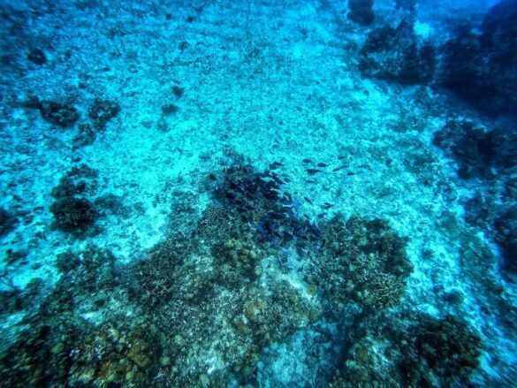 Île de Cozumel - Snorkeling