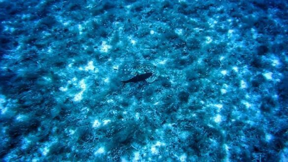 Plongée sous-marine au Mexique