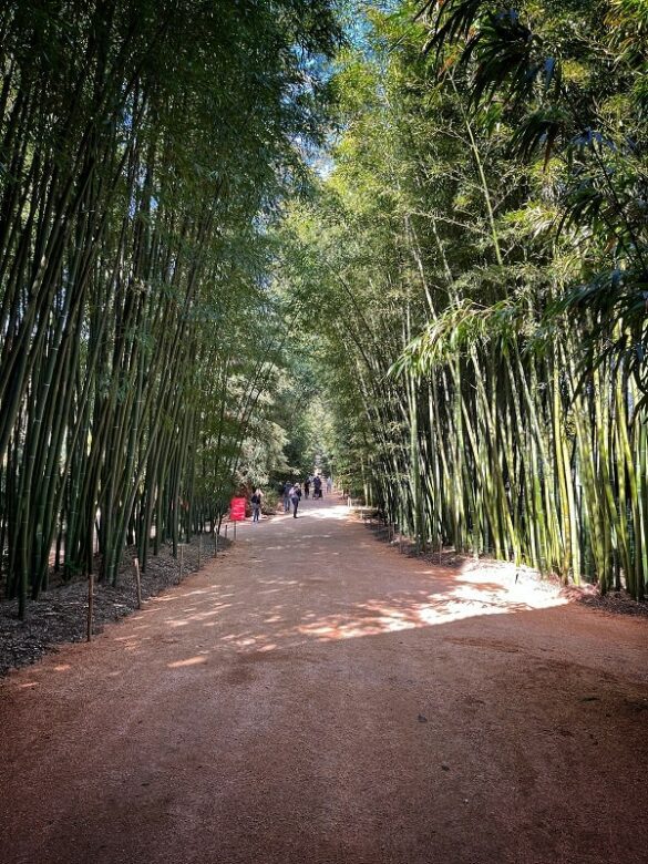 La Bambouseraie en Cévennes : Le paradis des amoureux de la nature