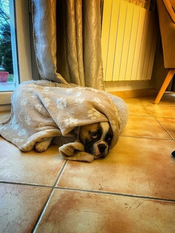 L'histoire de Popeye notre bulldog français - dormir