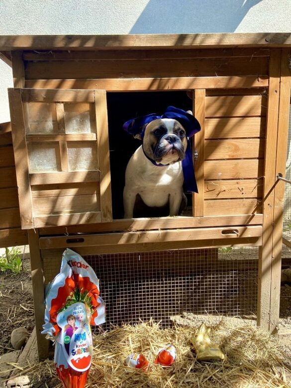 L'histoire de Popeye notre bulldog français - pâques