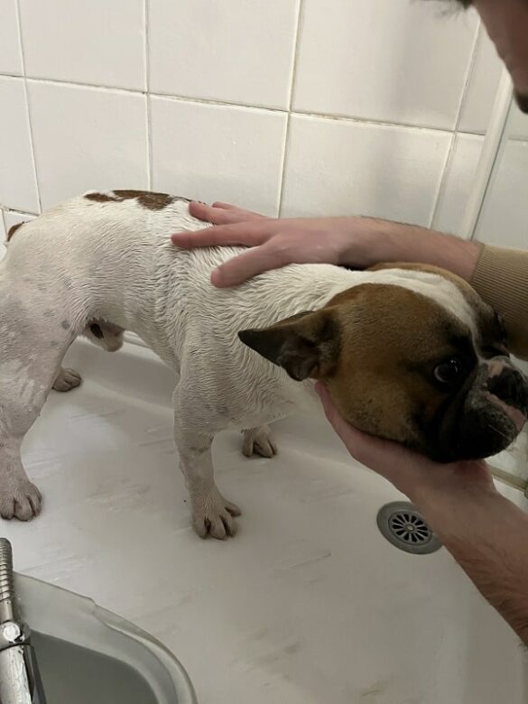 L'histoire de Popeye notre bulldog français - La douche