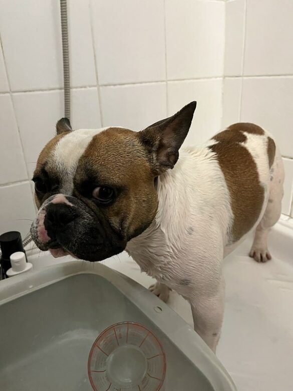 L'histoire de Popeye notre bulldog français - La douche