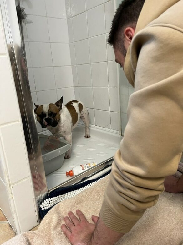 L'histoire de Popeye notre bulldog français - La douche