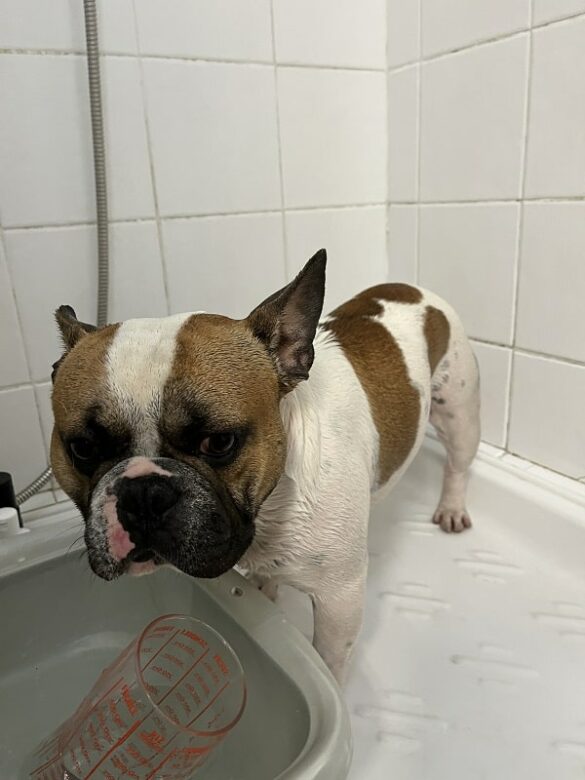 L'histoire de Popeye notre bulldog français - La douche