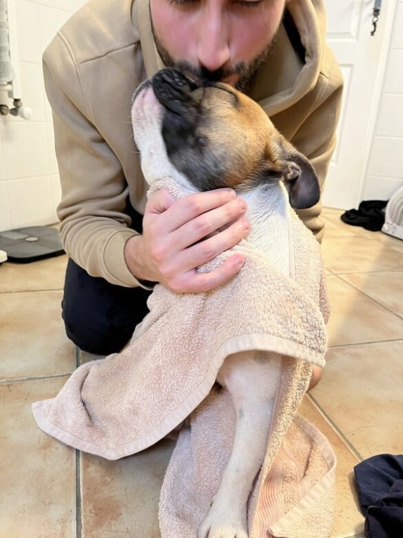 L'histoire de Popeye notre bulldog français - La douche