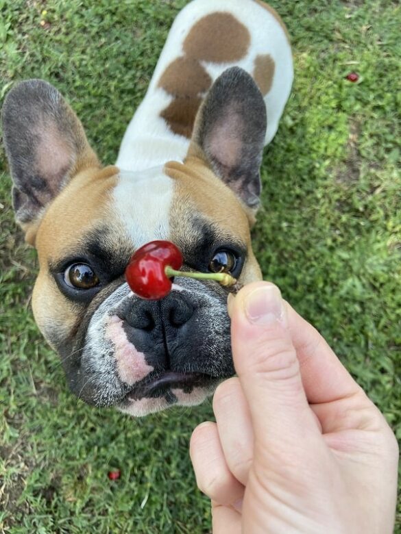 L'histoire de Popeye notre bulldog français - en extérieur