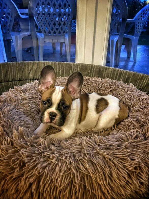 L'histoire de Popeye notre bulldog français - l'arrivée à la maison