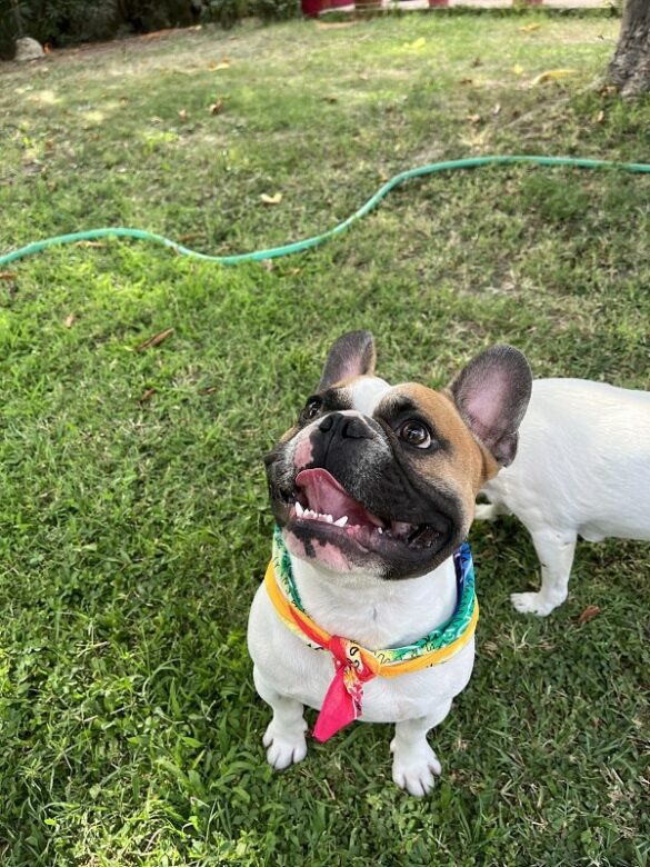 L'histoire de Popeye notre bulldog français - Un belle bouille