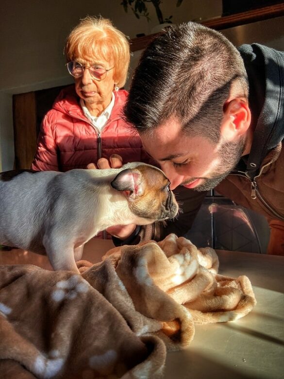 L'histoire de Popeye notre bulldog français