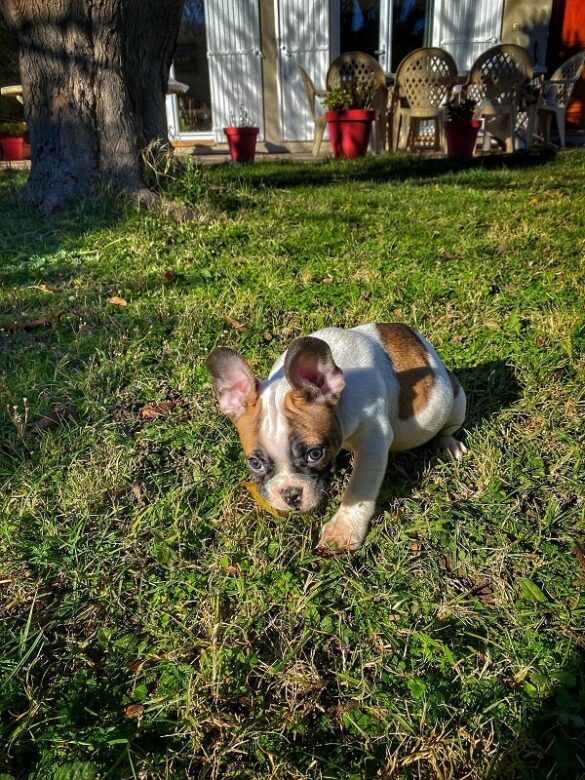 L'histoire de Popeye notre bulldog français - le début de savie chez nous